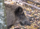 Amazonki_na_Podlasiu